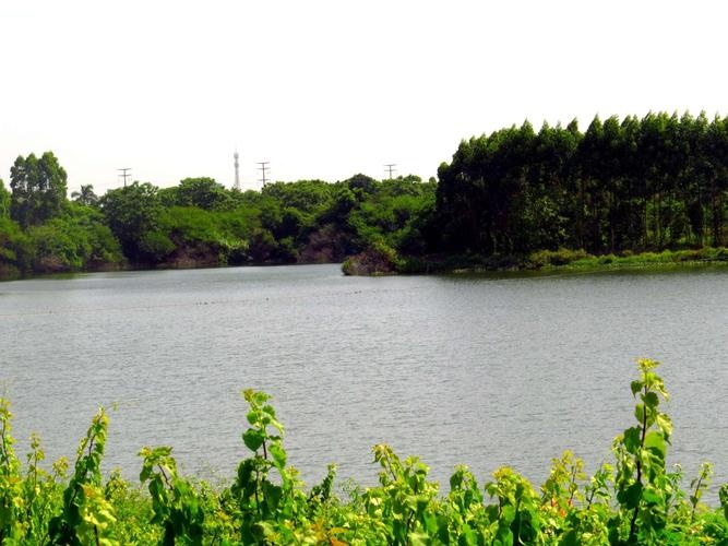 鲤鱼地水库