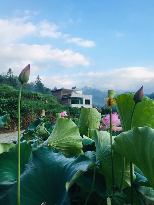 百峰金·荷塘