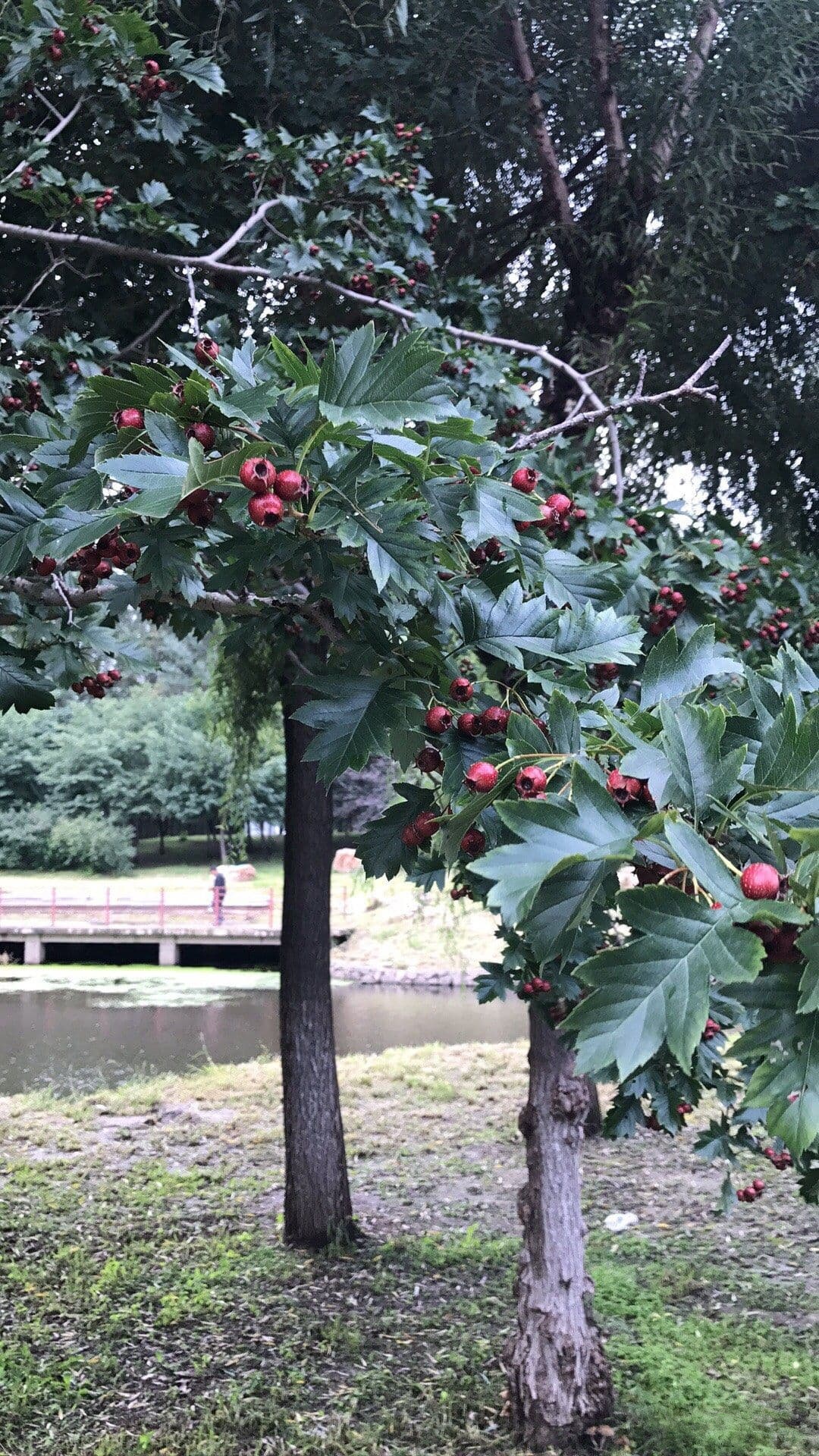 珍珠溪公园