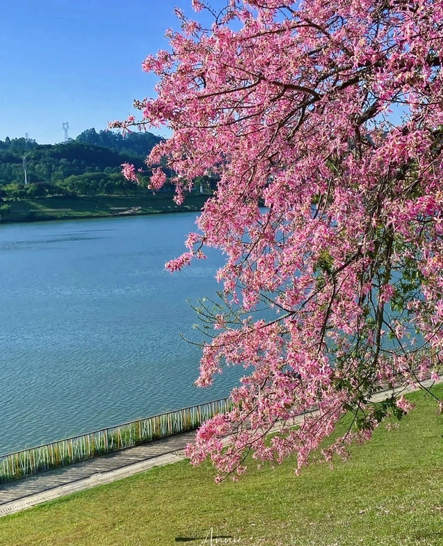 木棉