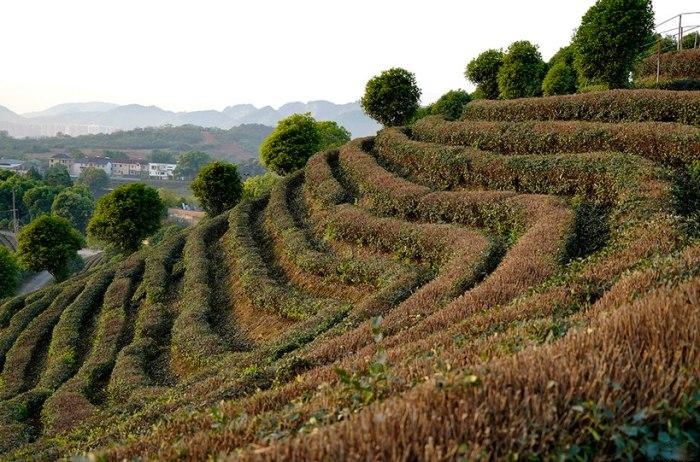 西山茶场