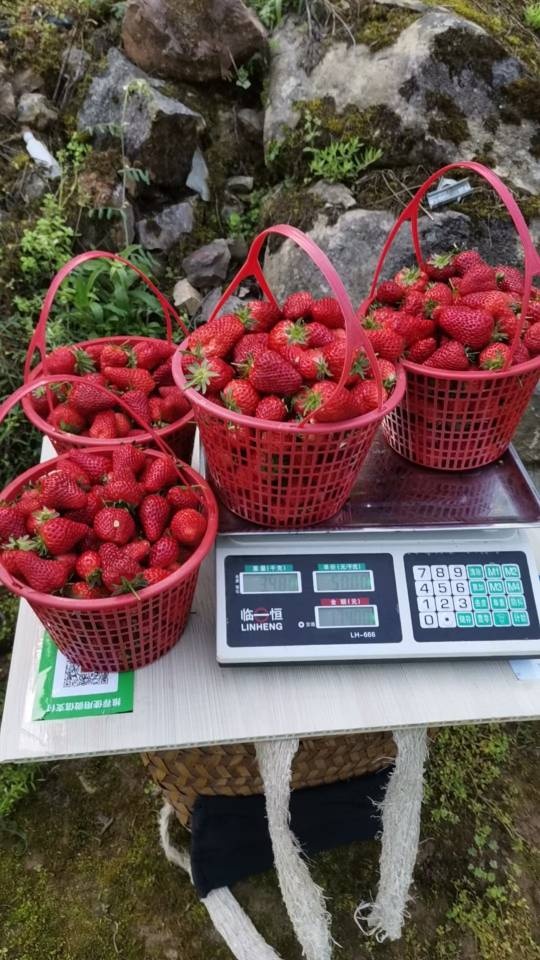 恩施土家族苗族自治州微牧草莓采摘生态农业园