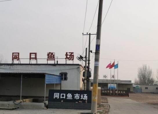 同口鱼市场