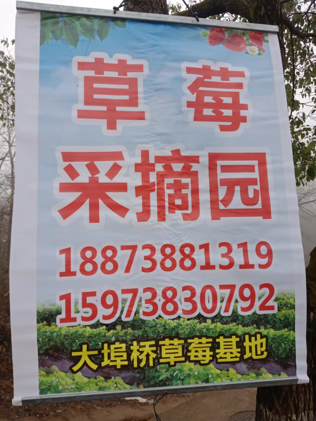 大埠桥草莓采摘园