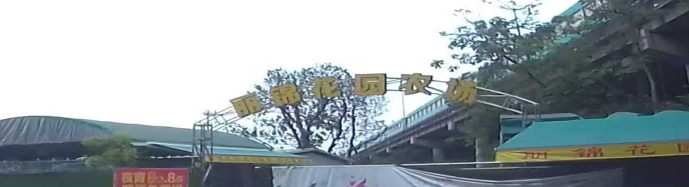 丽锦花场