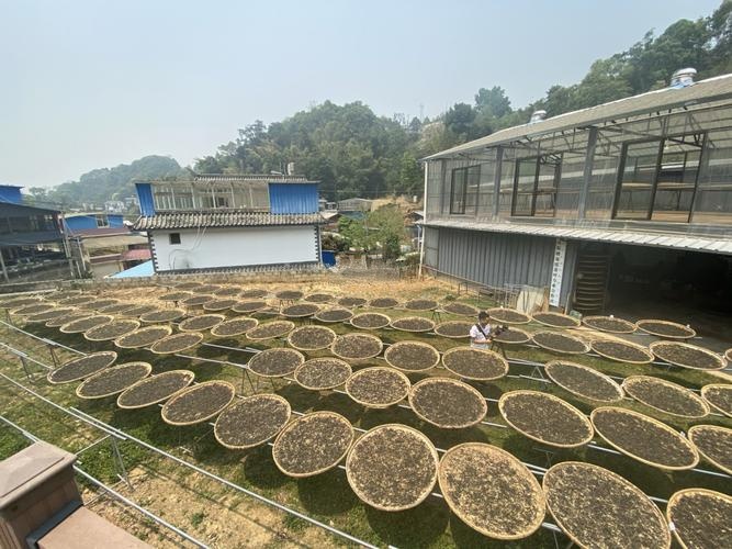 勐海佳茗茶叶交易市场