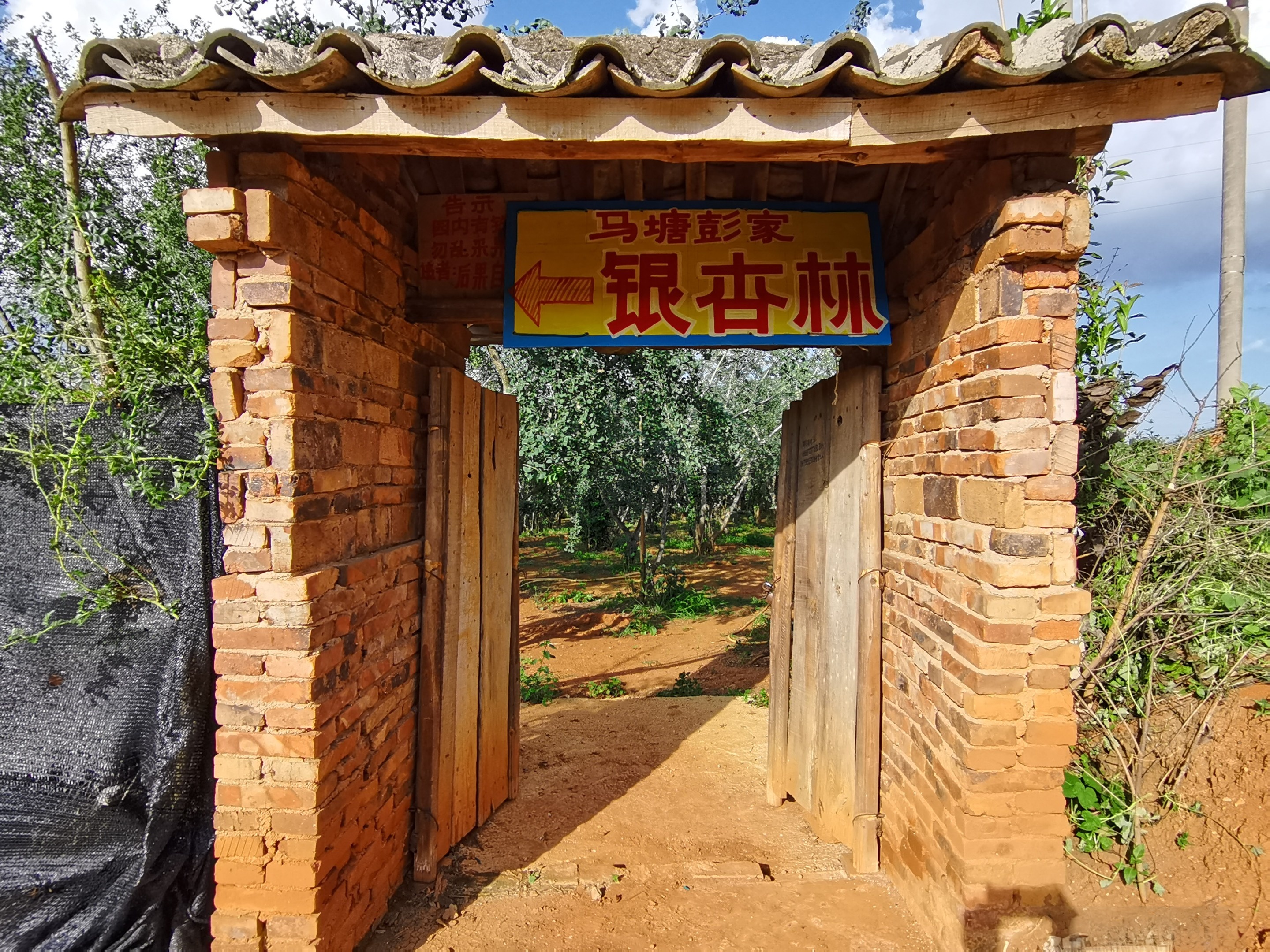 马塘彭家银杏林