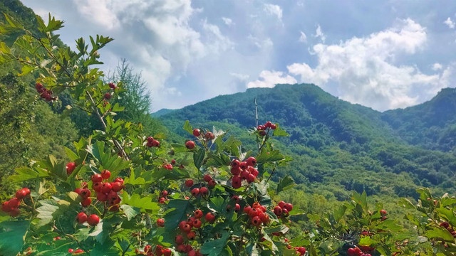 化皮峪村