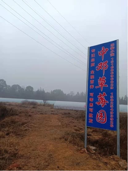 中邓草莓采摘园