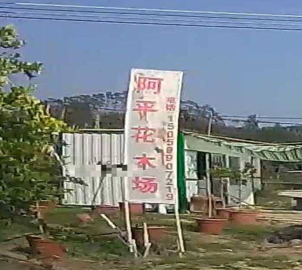 阿平花木场