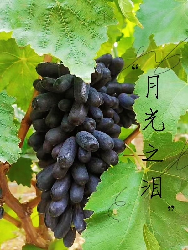 水吉镇