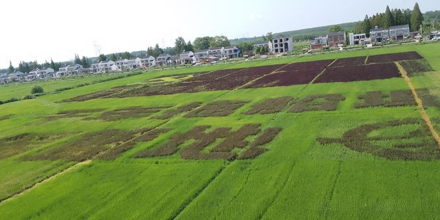 拖船埠村