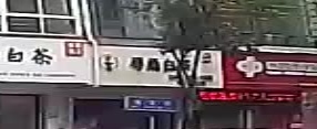 寻桑白茶