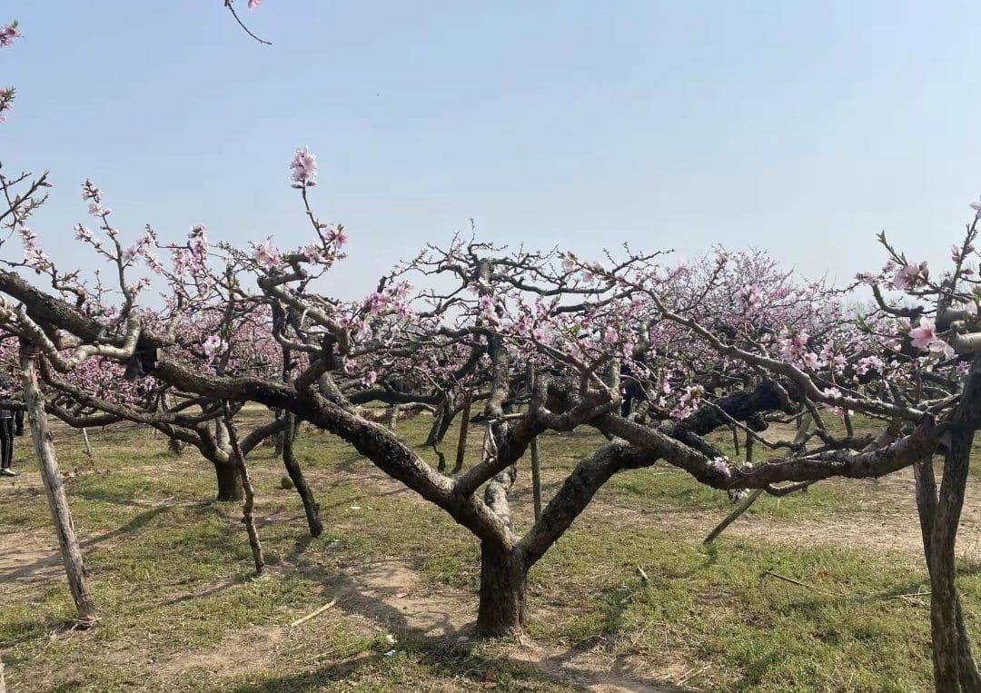 五马桥口村村桃花林