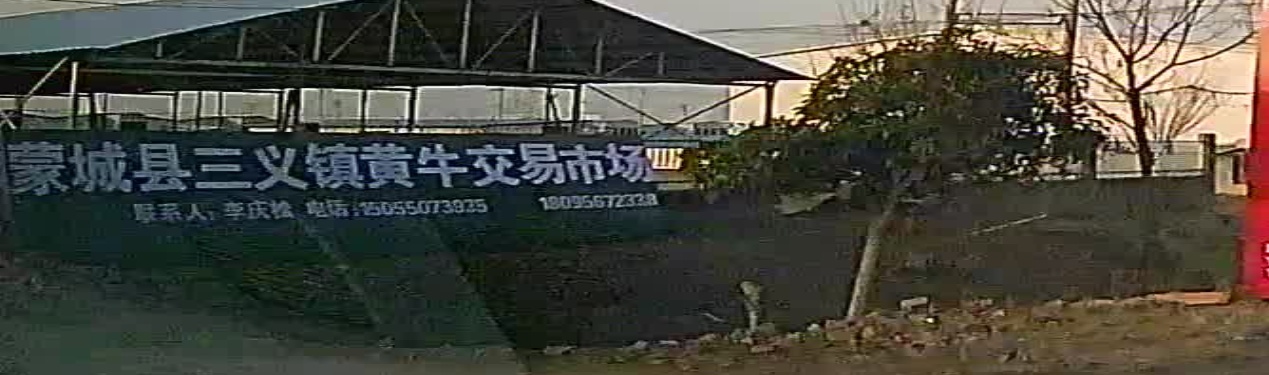 蒙城县三义镇黄牛交易市场
