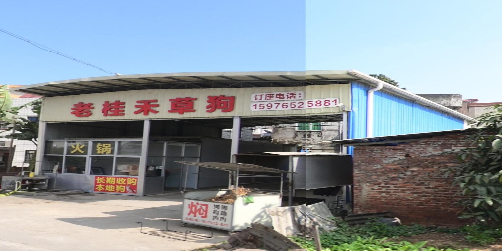 老桂禾草狗
