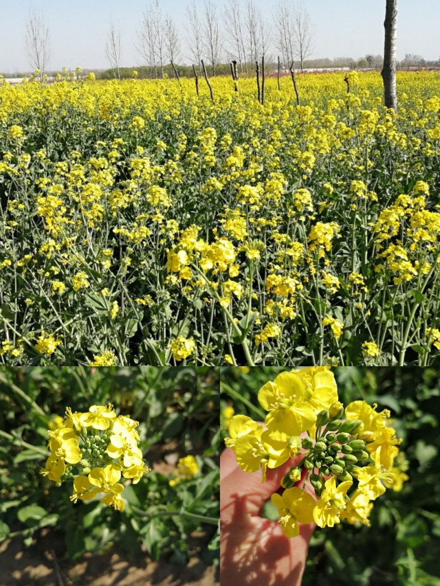 黄河故道