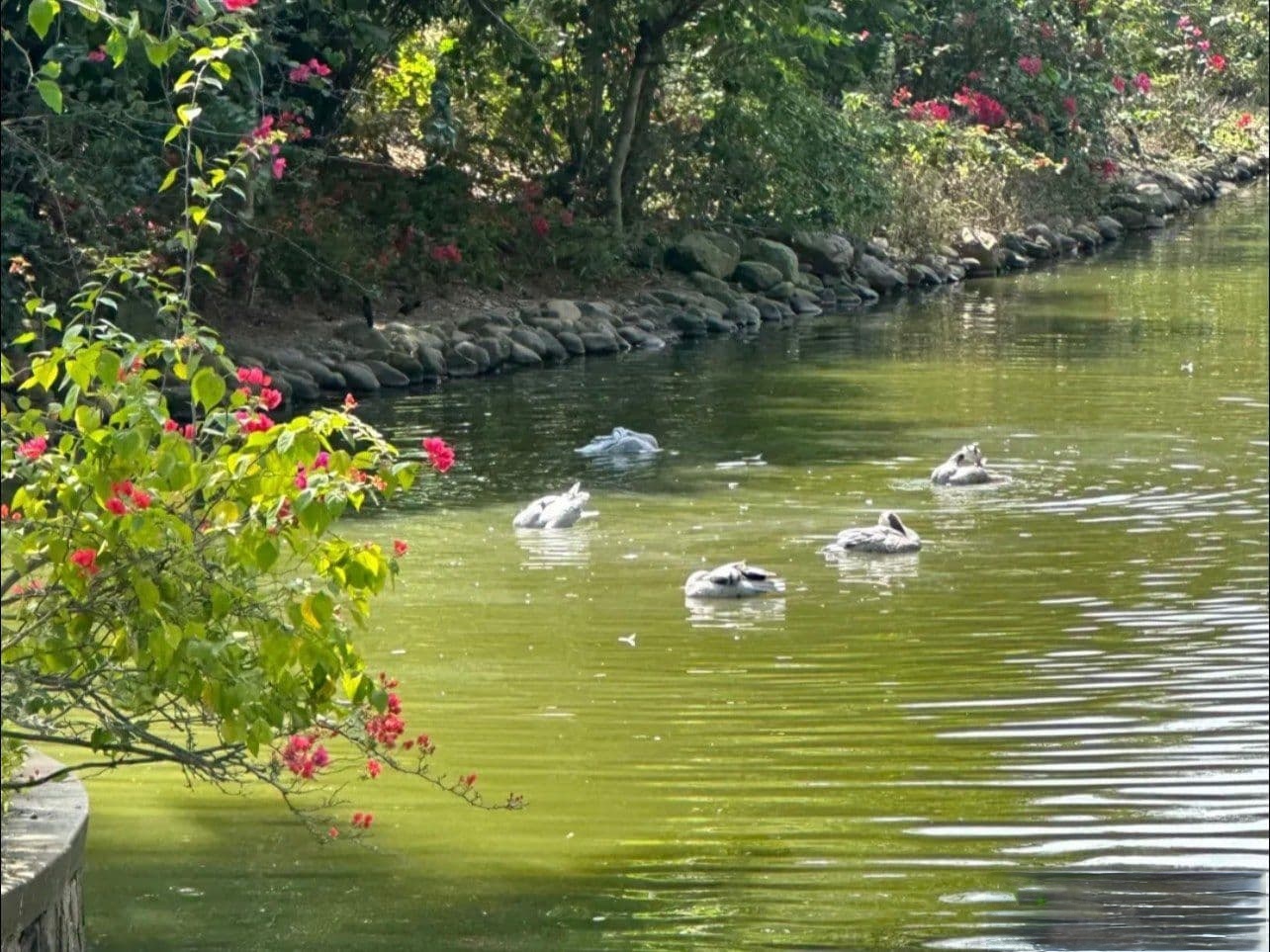 天鹅湖