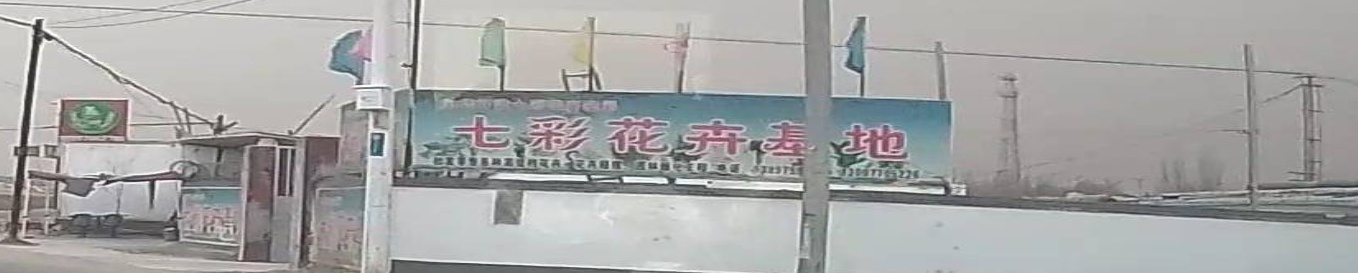 七彩花卉(盐三巷店)