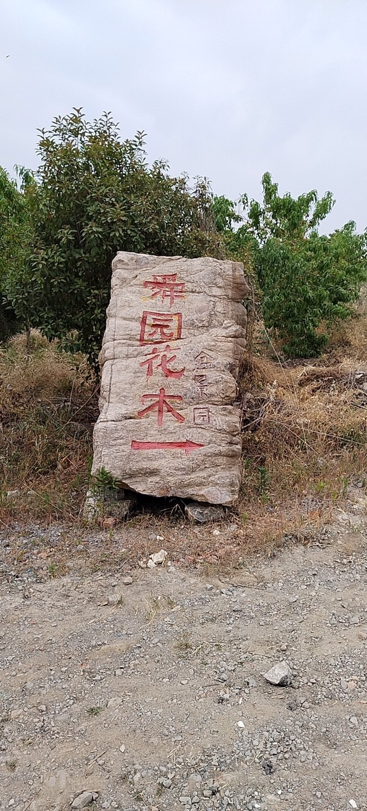 舜园花木松柏盆景多肉植物基地