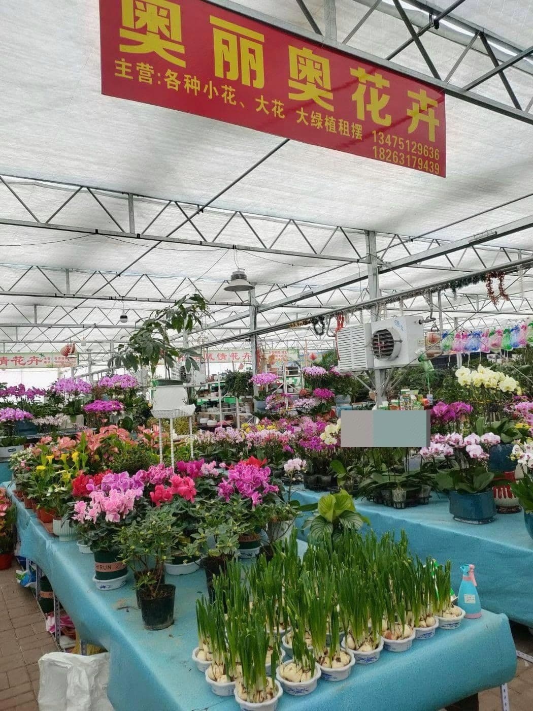 奥利奥花卉