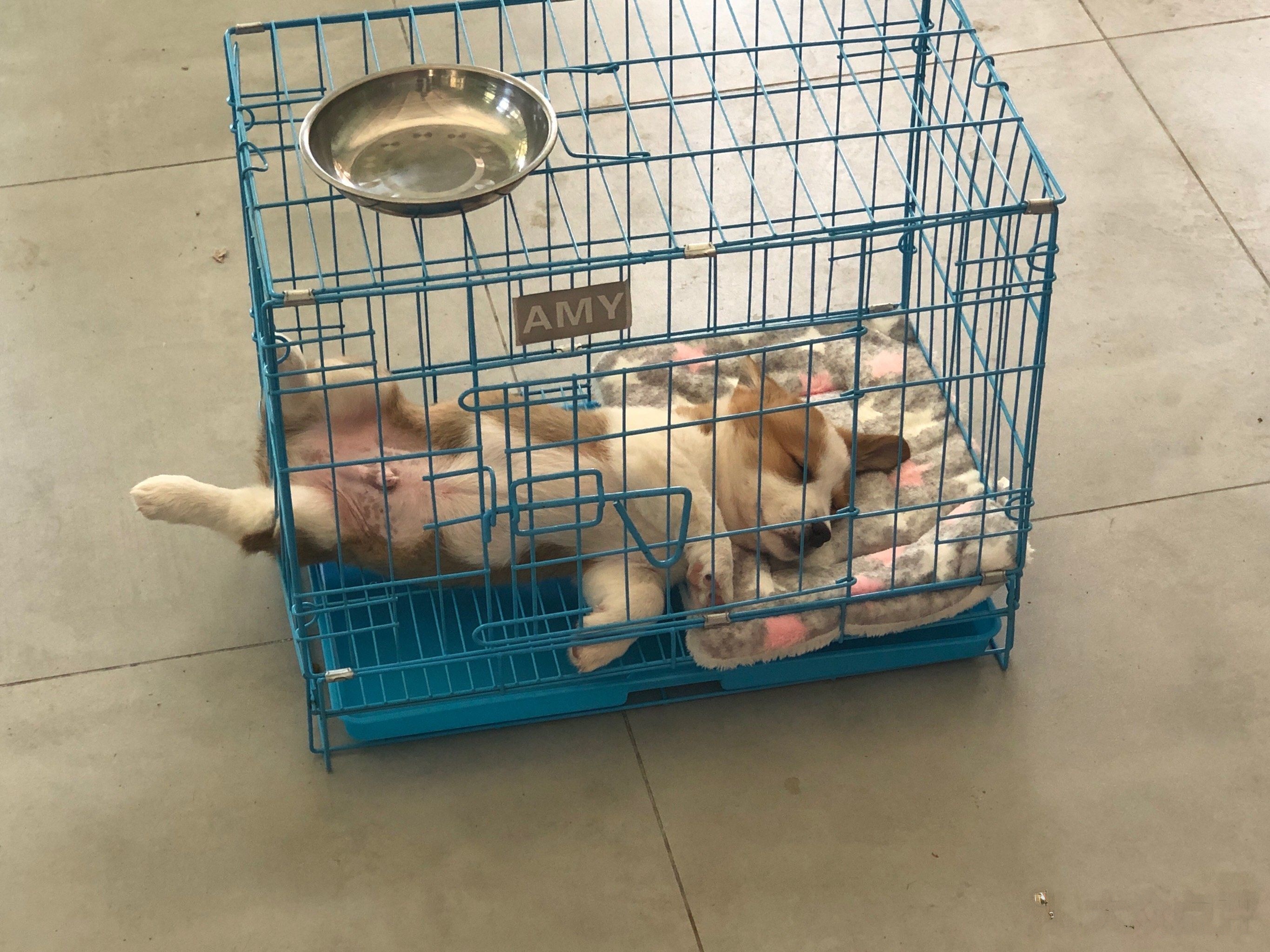 广东安馨爱犬舍宠物狗场狗舍