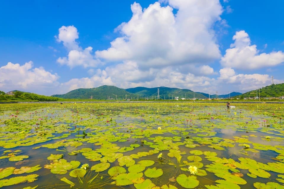 郭巨湿地花田香水莲园