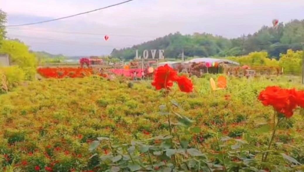 爱情海玫瑰花园