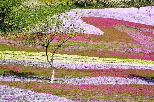 横道子花海