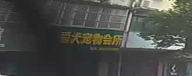 币圈宠物会所