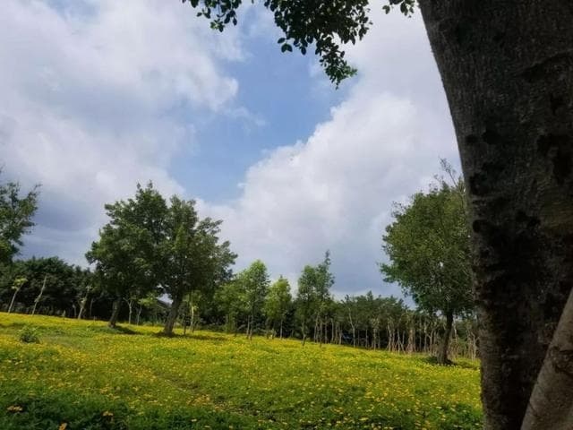 玉林市江心岛公园