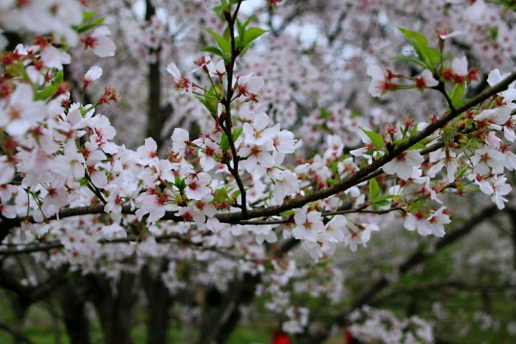 芦山村