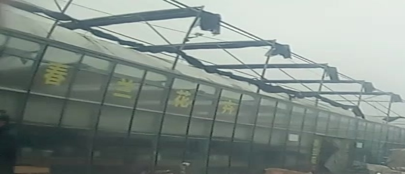 春兰花卉