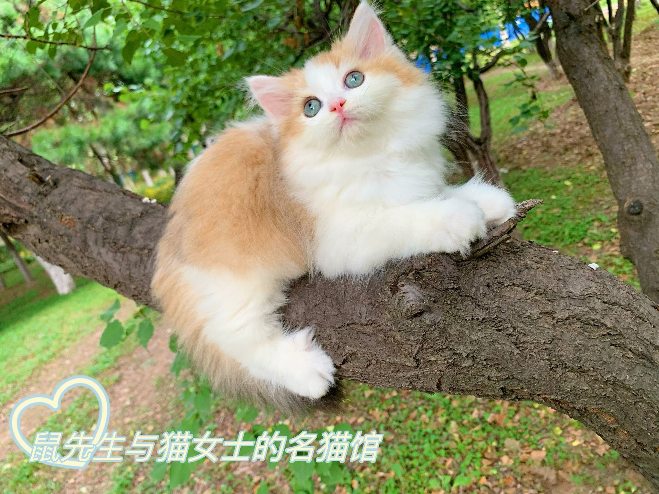 一世情缘猫舍
