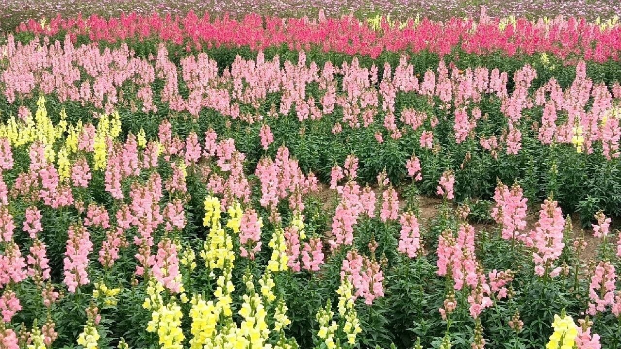 北部湾花卉中心广场