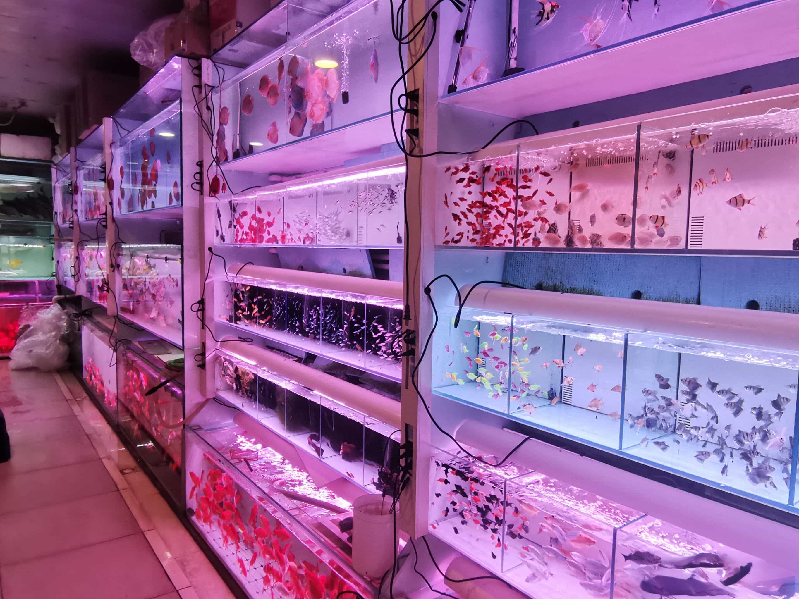 龙祥水族(十里河天娇文化城店)