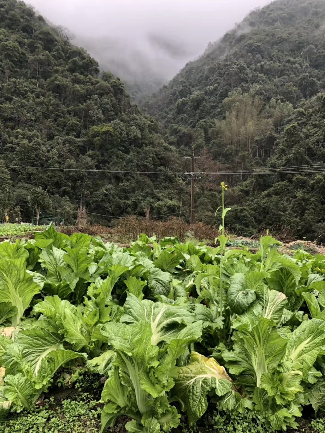 四川省眉山市彭山区粮食局