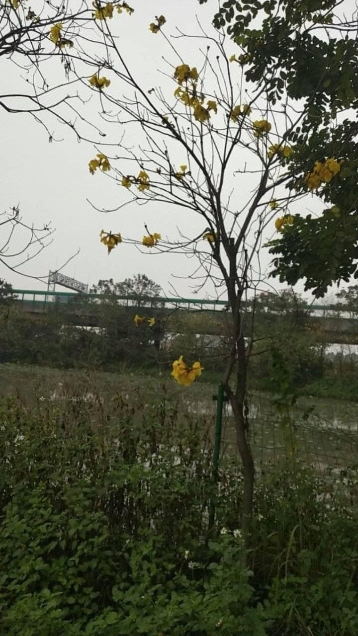 下郑网红莲花池