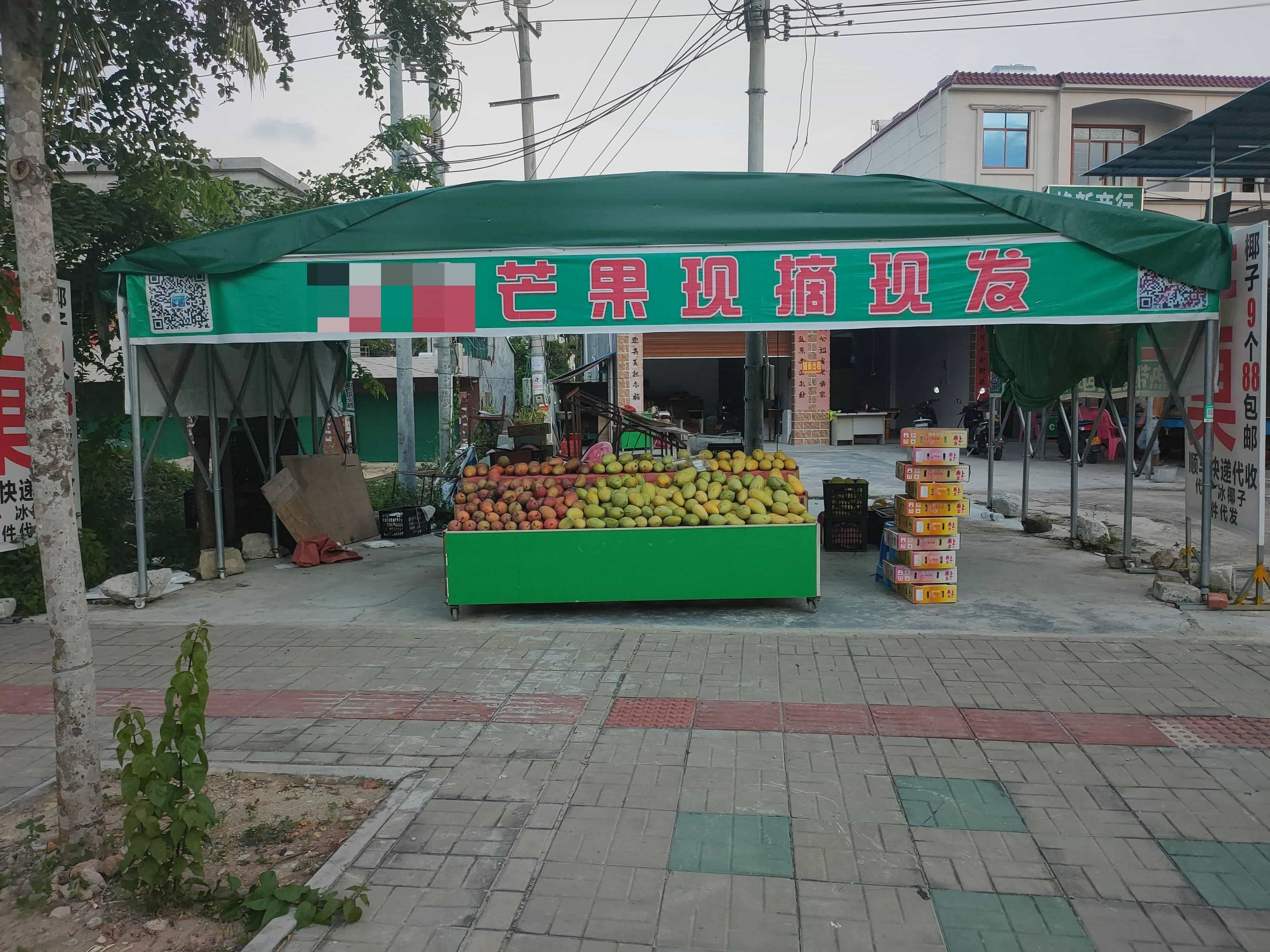 本地芒果现摘现发(热带水果一件代发)