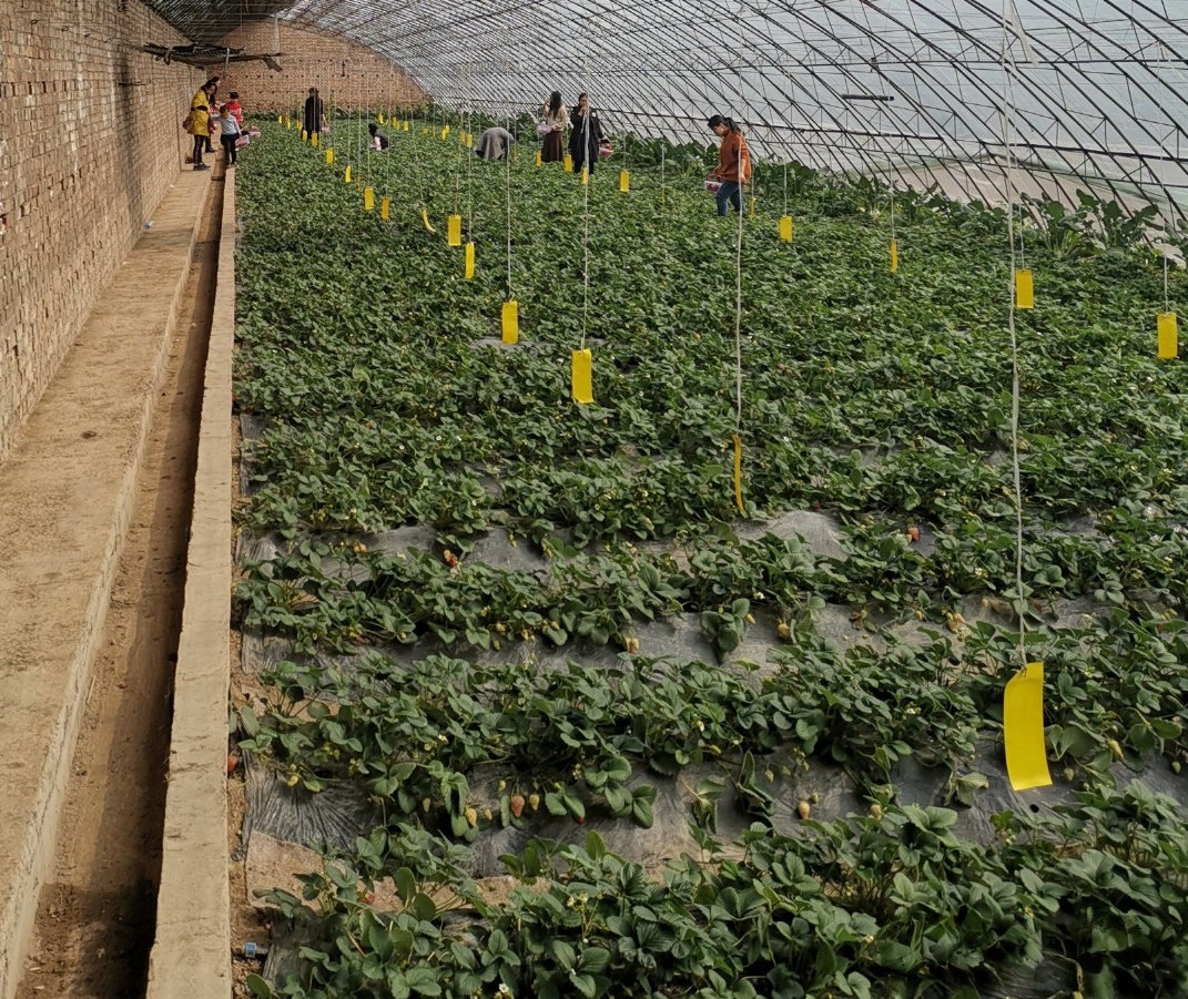 丰硕草莓采摘园