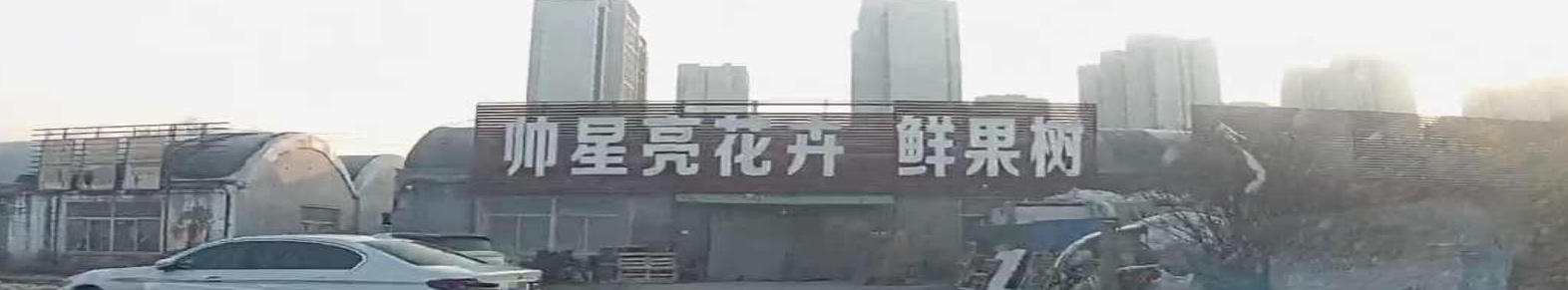 鲜果树
