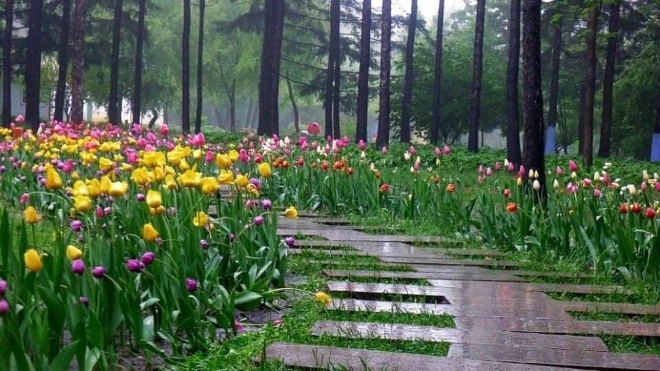 朱鹮梨园-生态植物园