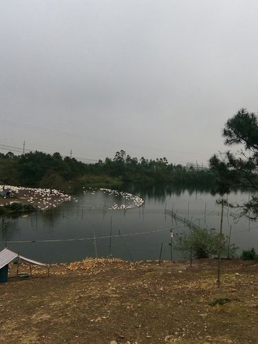 大龙村