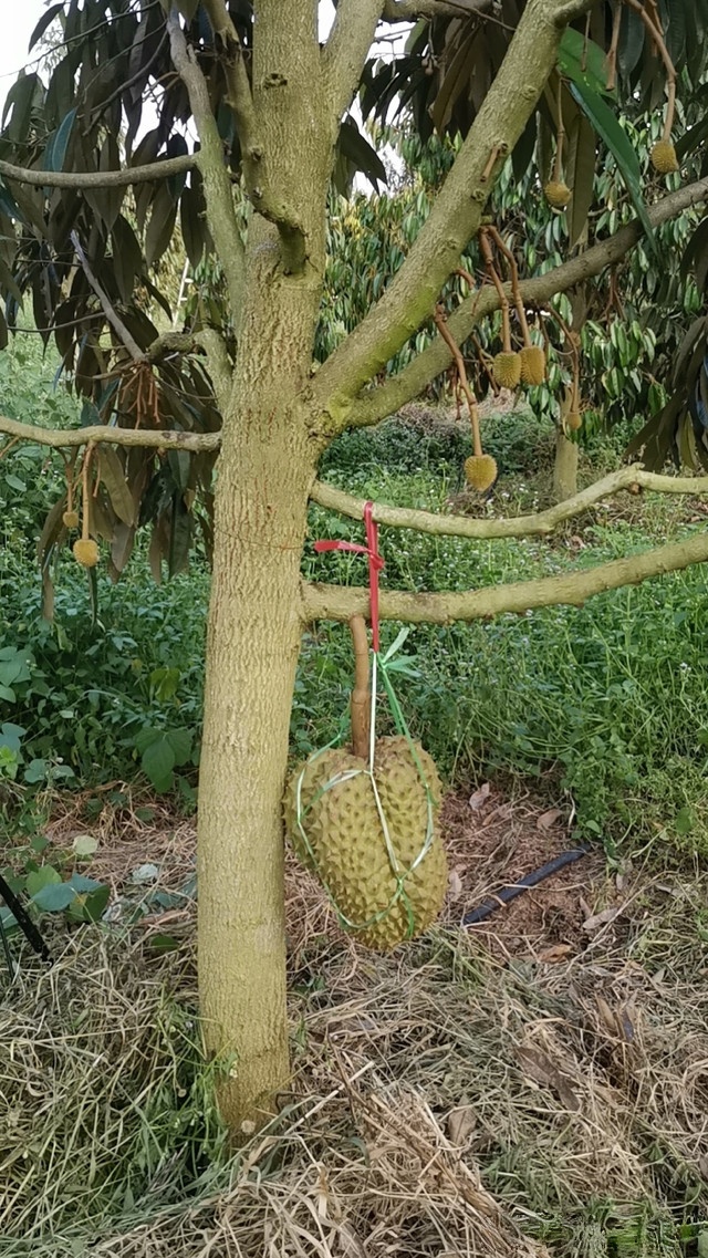 海南红陵水莲雾种植基地