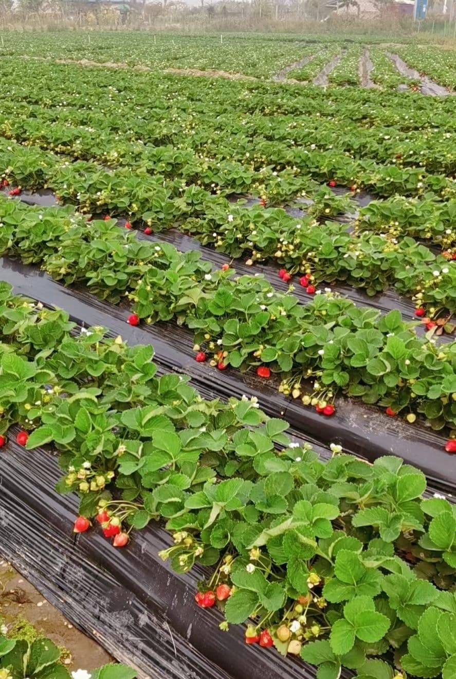 北流市民乐镇芳芳草莓采摘园