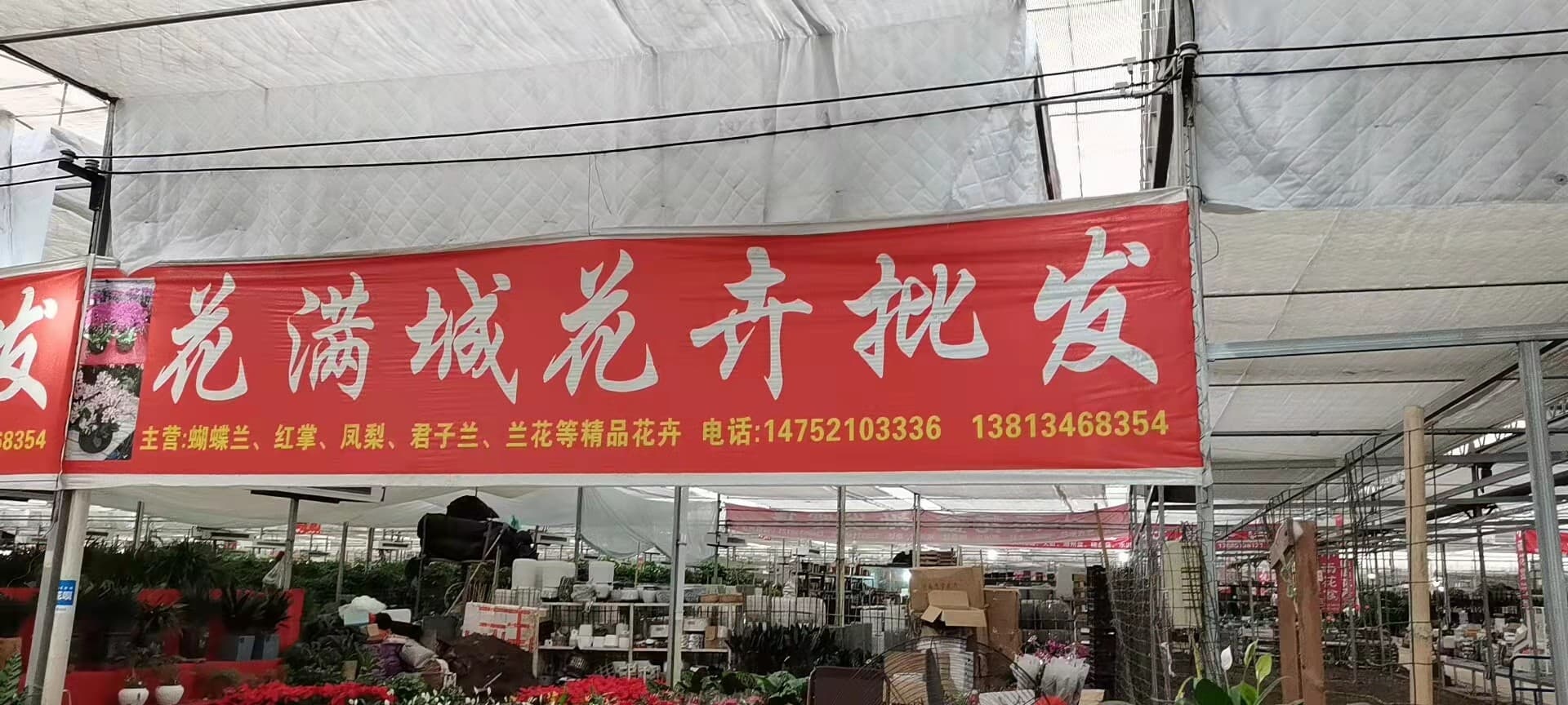花满城花卉