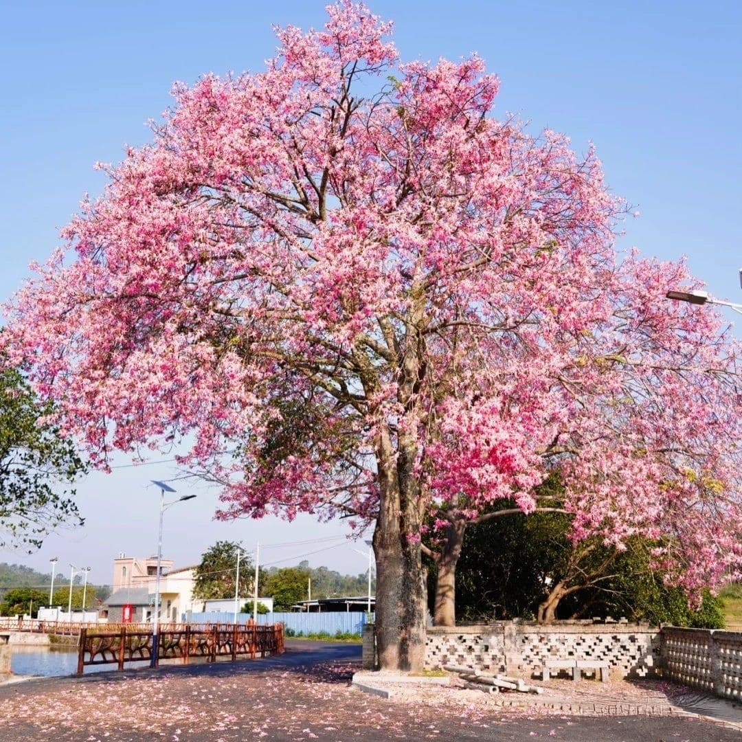 凌霄岩风景区-博物馆