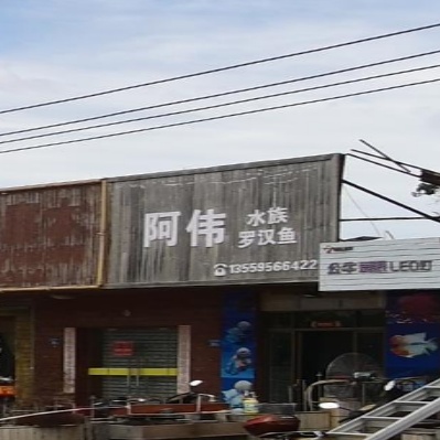 阿伟水族罗汉鱼