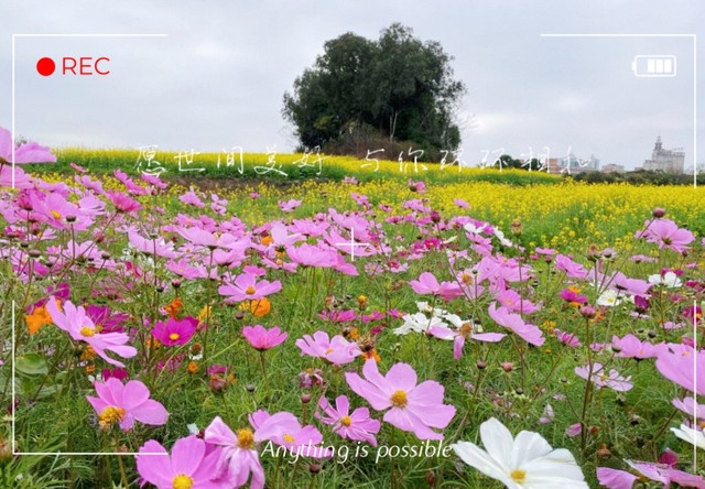 缤纷四季花海