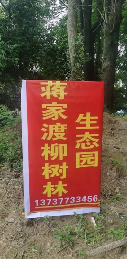 蒋家渡柳树林生态园